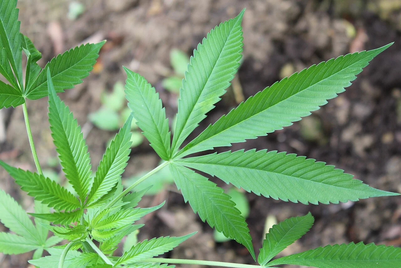 Hojas de una planta de marihuana en un cultivo